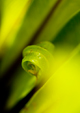 Birds Nest Fern
