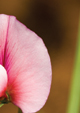 Wild Sweet Pea
